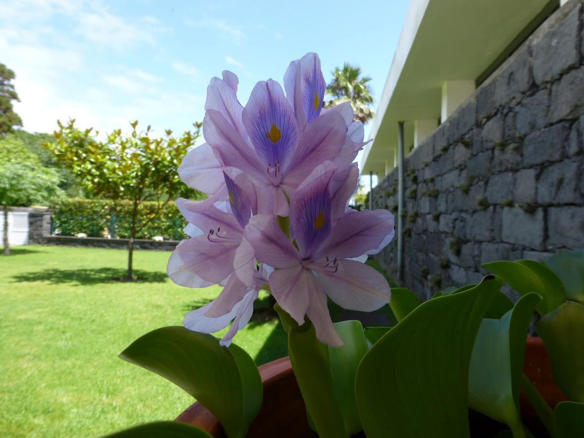 Quinta Do Vale ξενώνας Horta  Εξωτερικό φωτογραφία